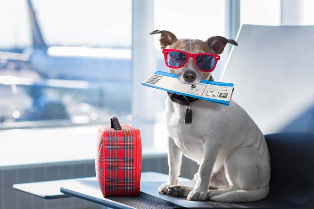 A small dog with red sunglasses and a ticket in their mouth waits at the airport.